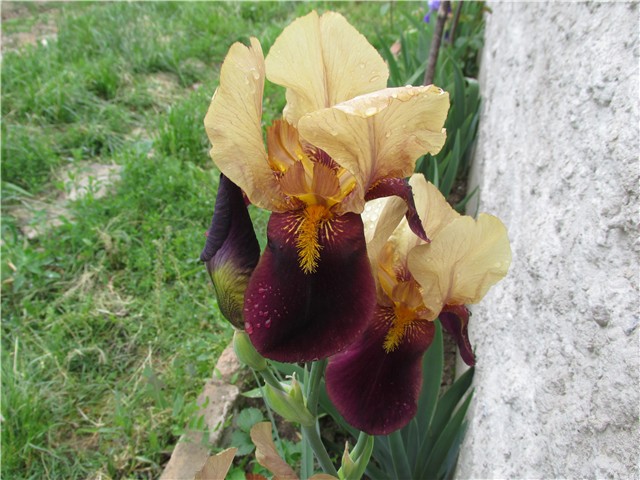 perunika